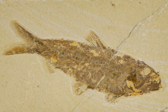 Detailed Fossil Fish (Knightia) - Wyoming #318607